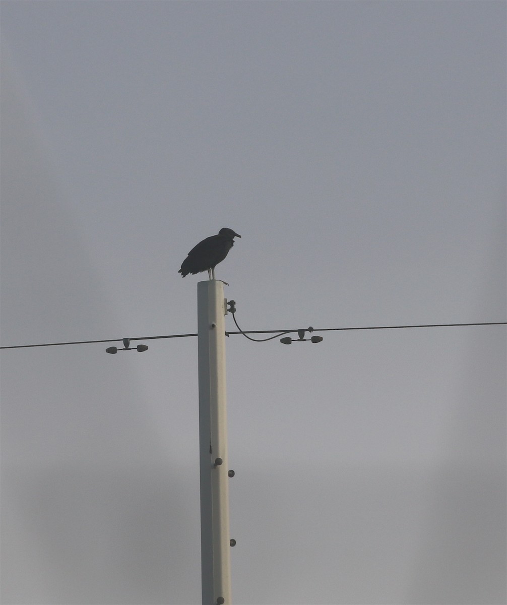 Black Vulture - ML570739371