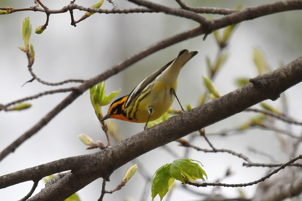 Blackburnian Warbler - ML570739681