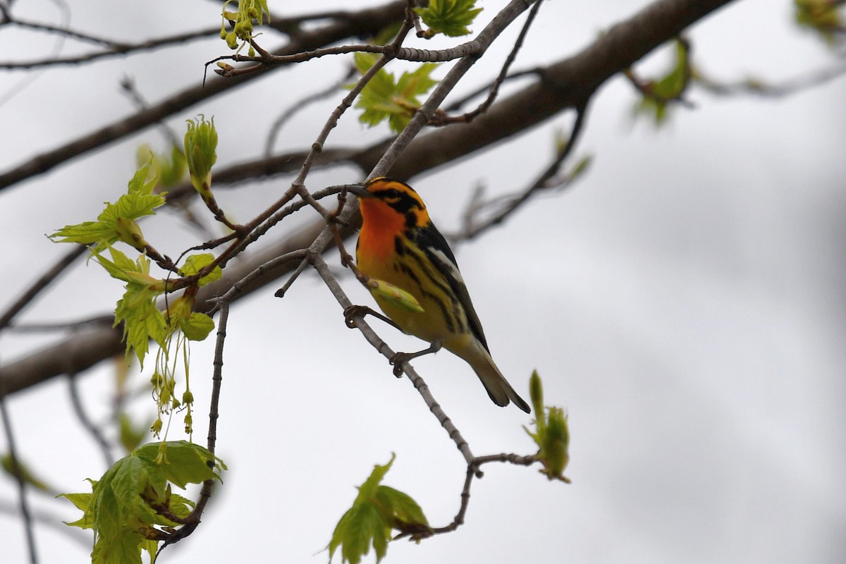 Blackburnian Warbler - ML570739721