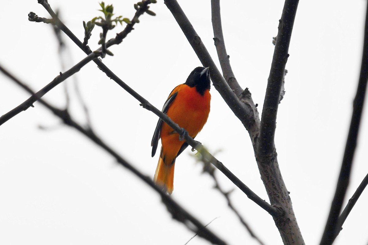Baltimore Oriole - ML570739771