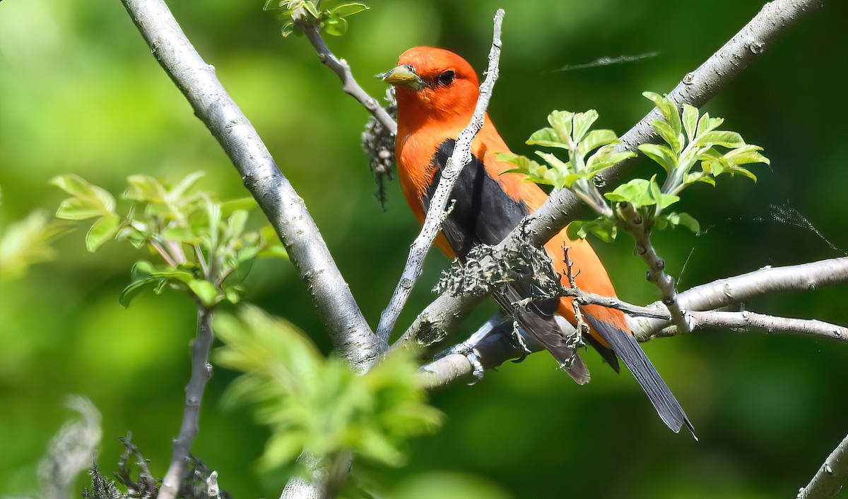 Scarlet Tanager - ML570740331