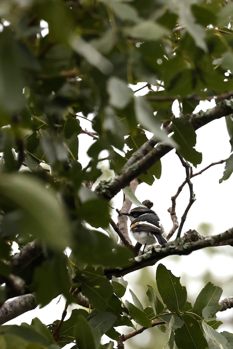 Chinspot Batis - ML570740541