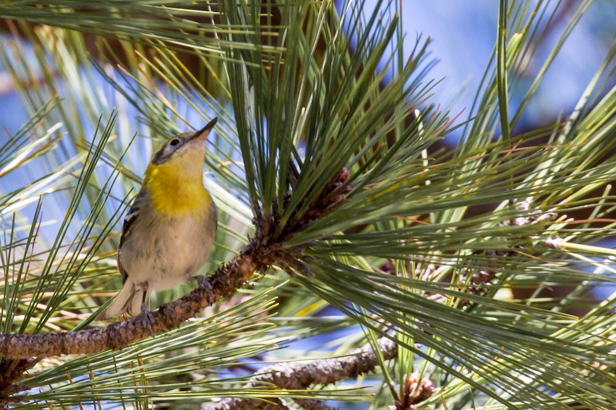 Grace's Warbler - ML570740661