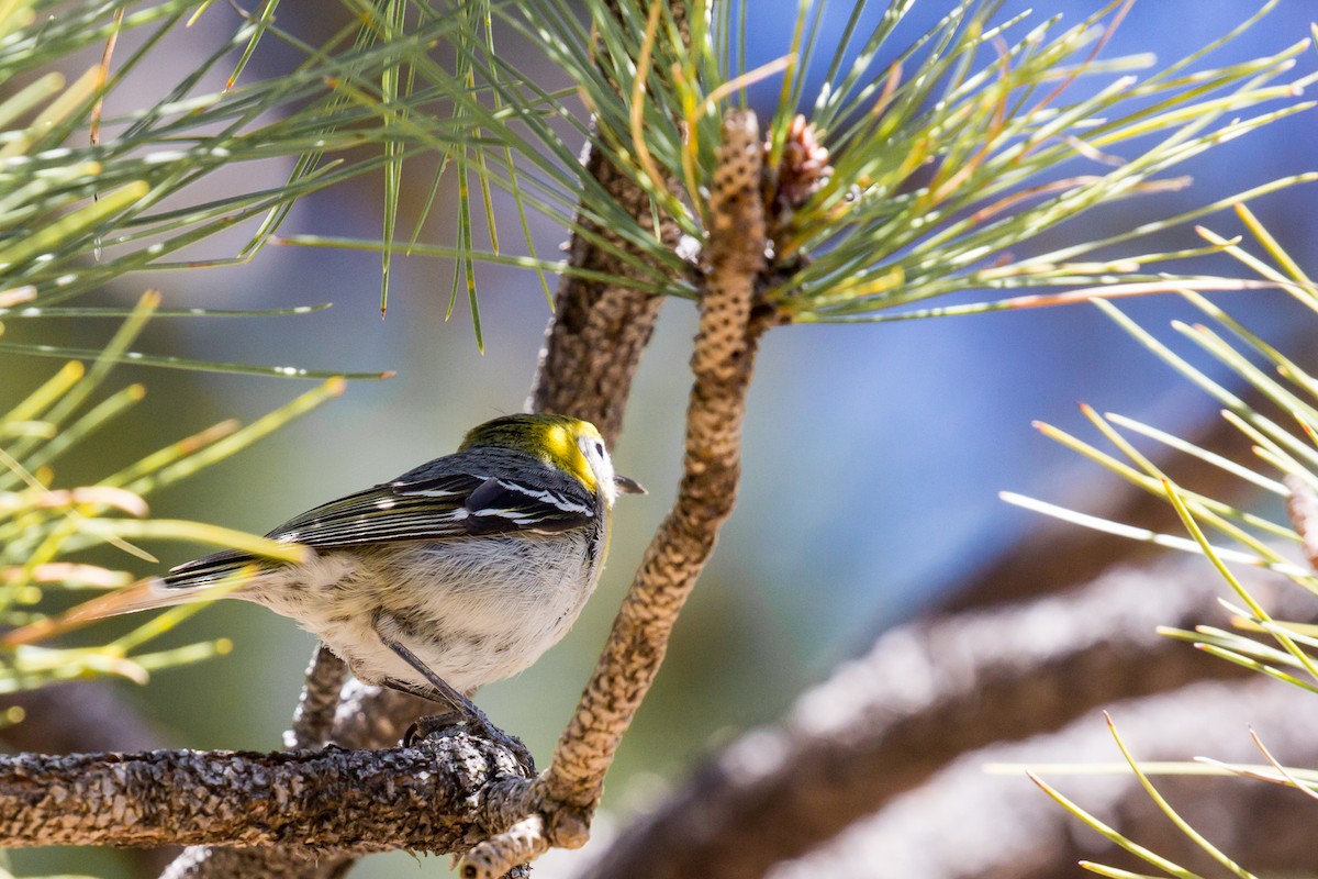 Grace's Warbler - Roger Kohn