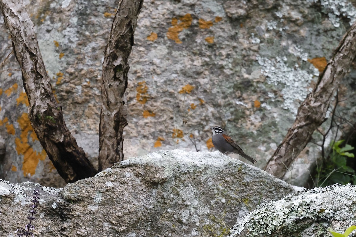 Cape Bunting (Vincent's) - ML570740771