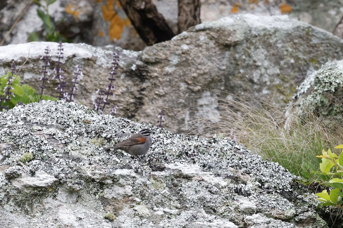 Cape Bunting (Vincent's) - ML570740781