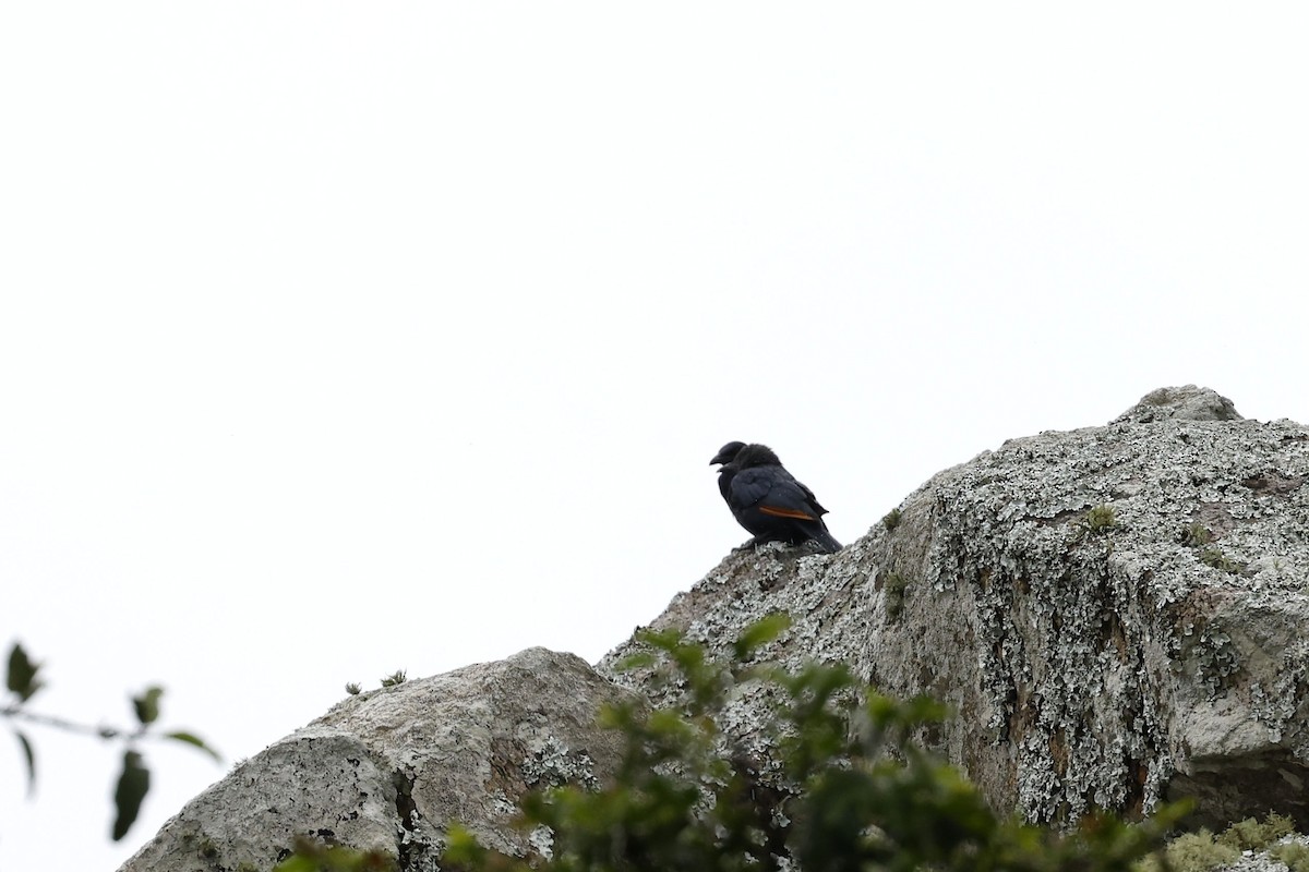 Red-winged Starling - ML570740941