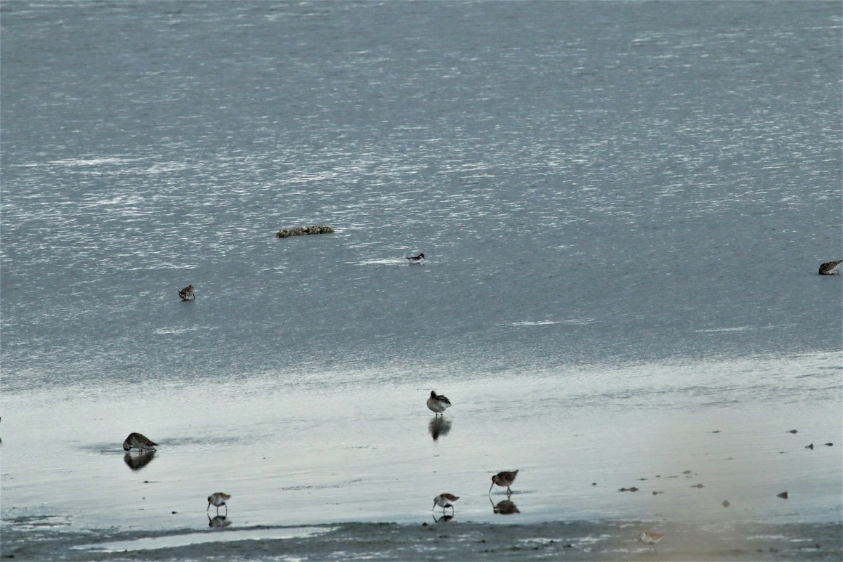 Red-necked Phalarope - ML57074161