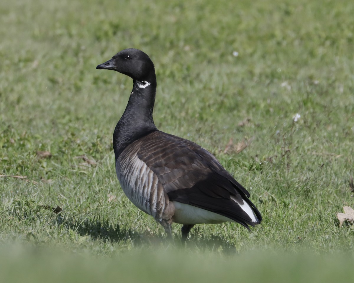 Branta musubeltza - ML570743241