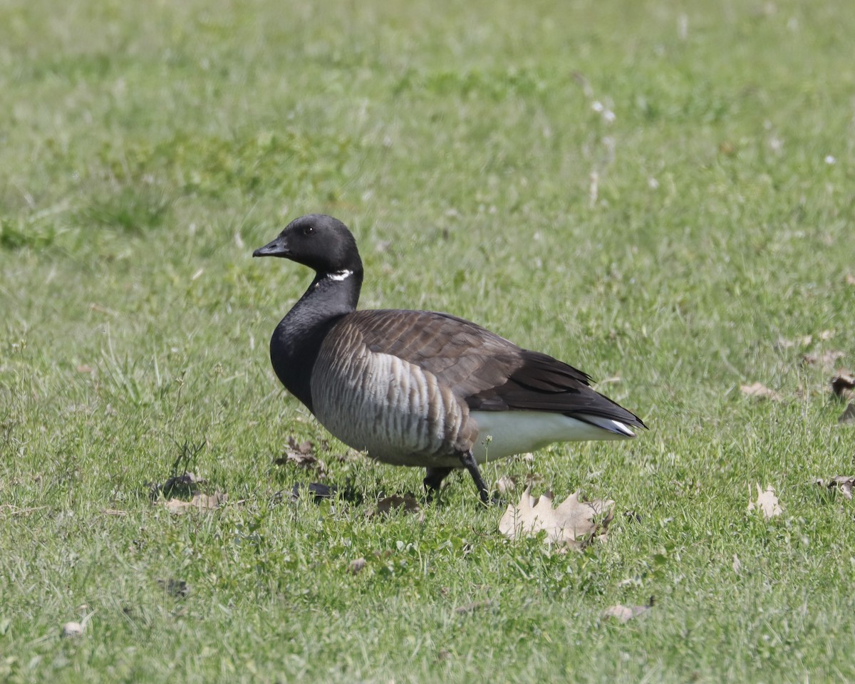 Brant - ML570743261