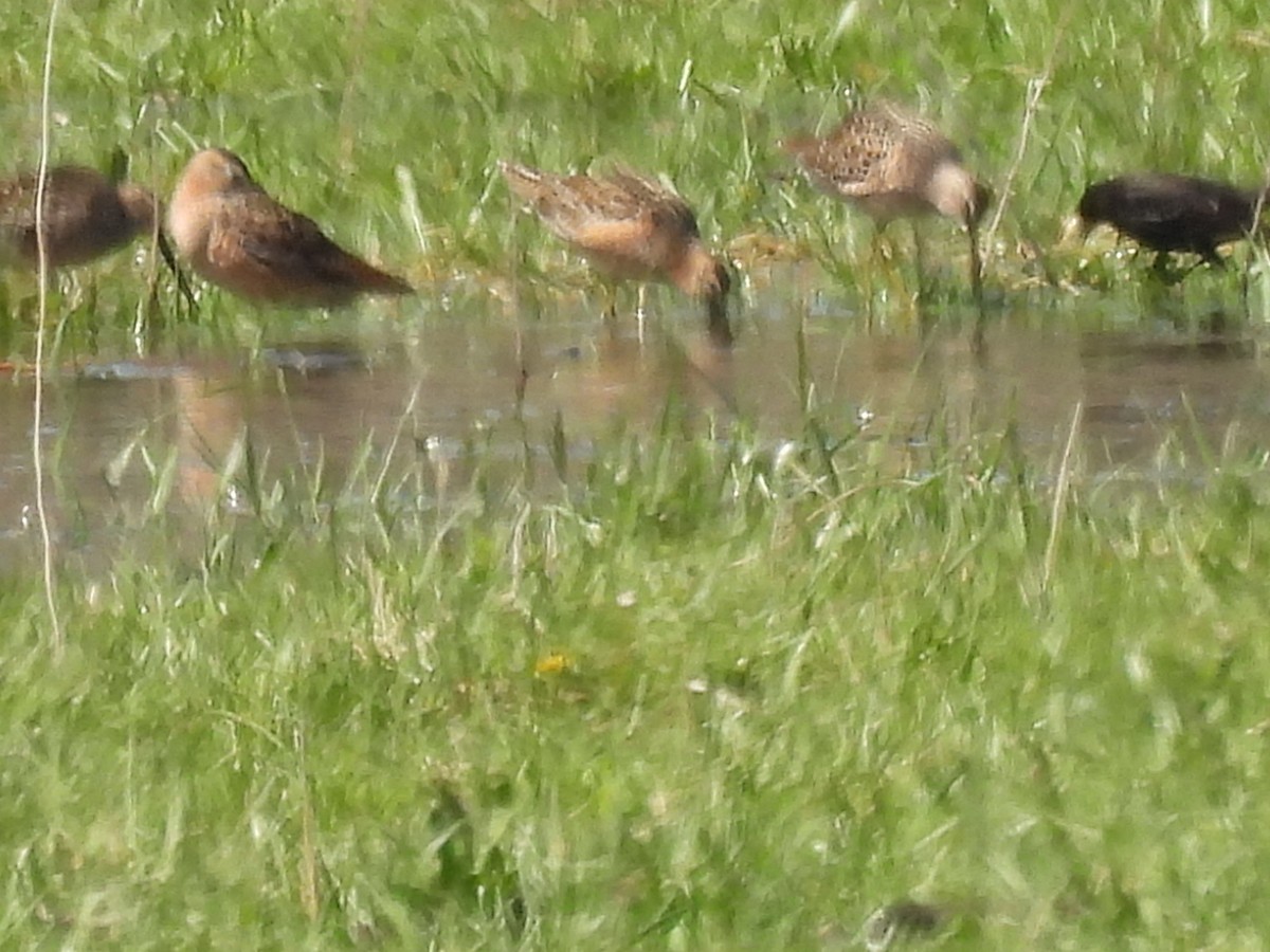 Long-billed Dowitcher - ML570743331