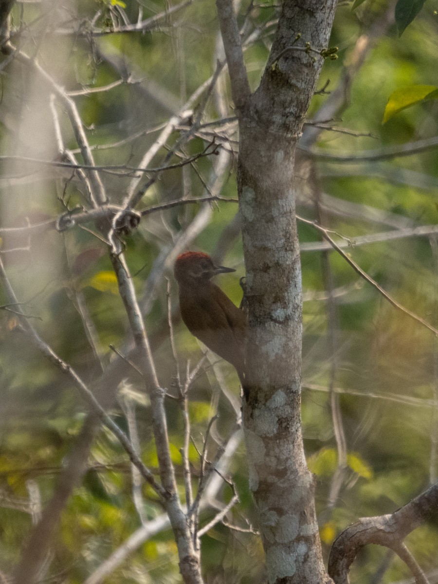 Smoky-brown Woodpecker - ML570743951