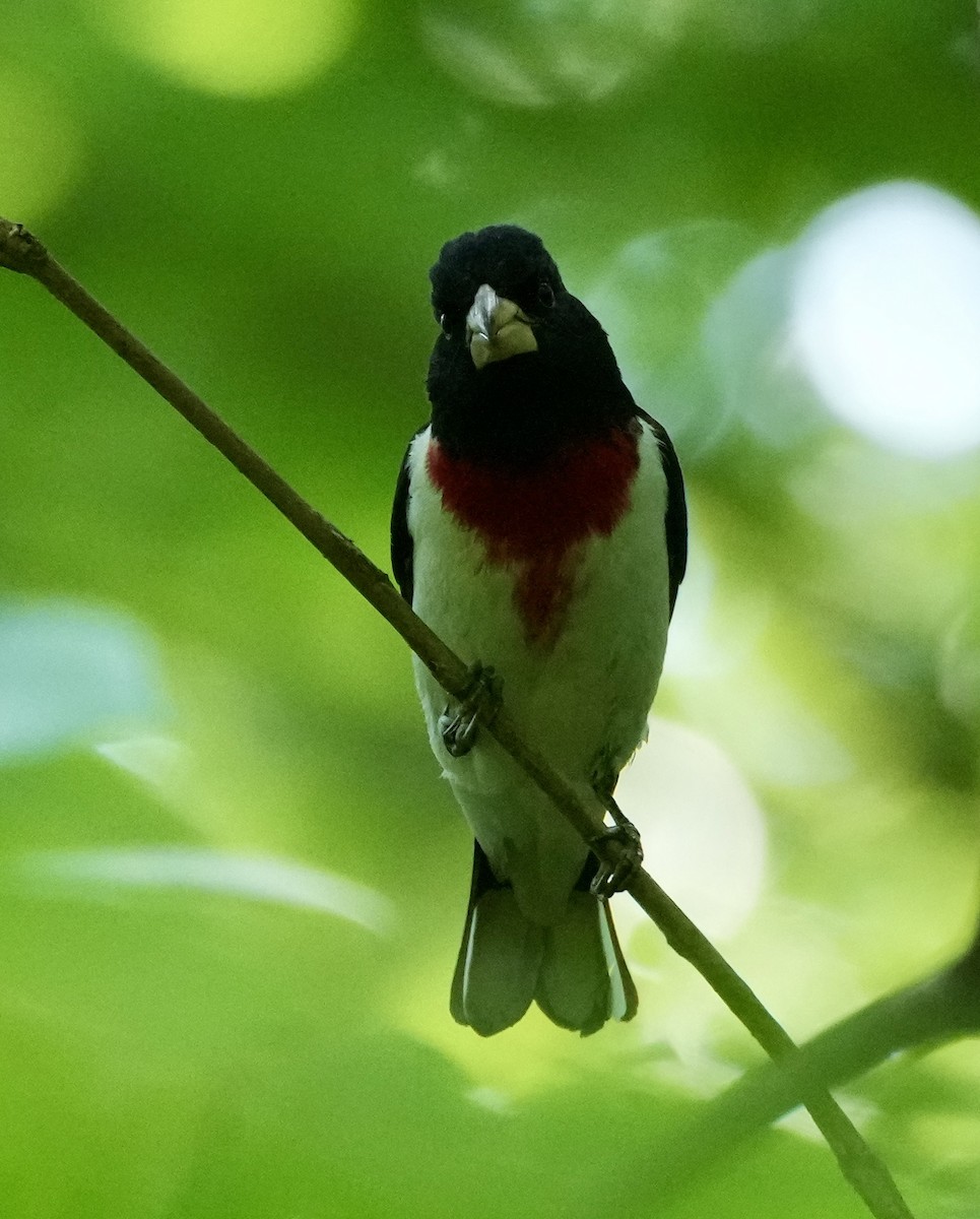 Rose-breasted Grosbeak - Charlene Fan