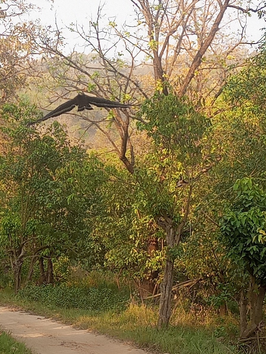 Crested Serpent-Eagle - ML570745021