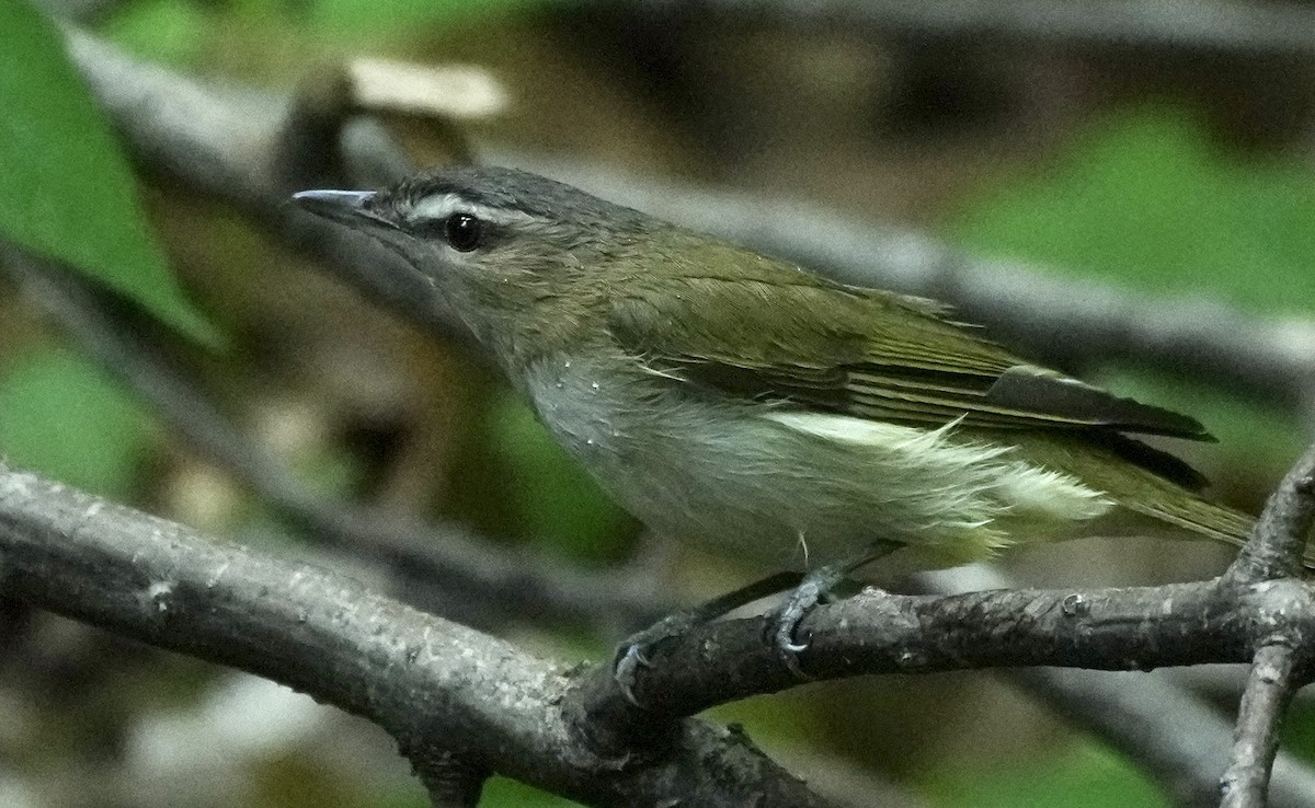 Red-eyed Vireo - Charlene Fan