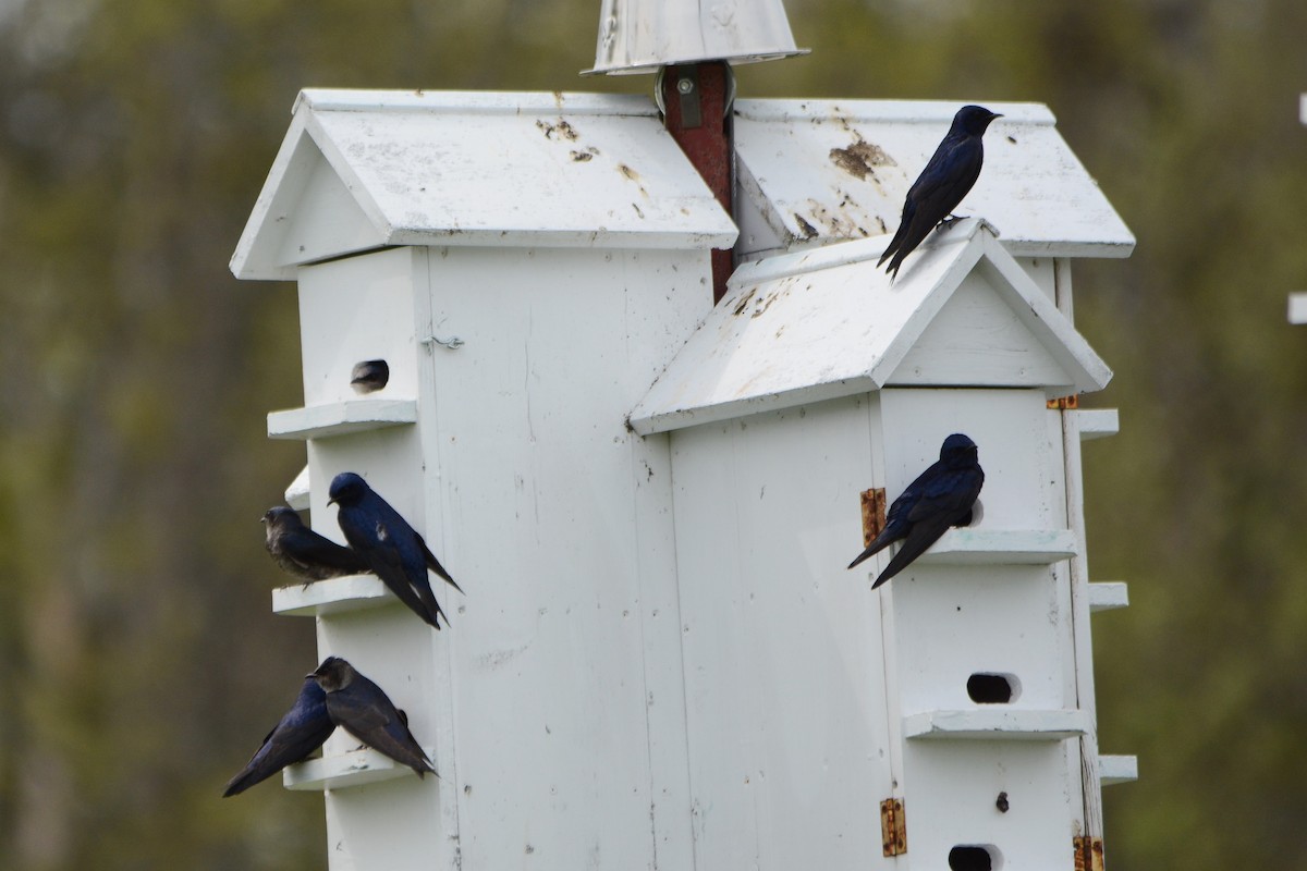 Purple Martin - ML570745331