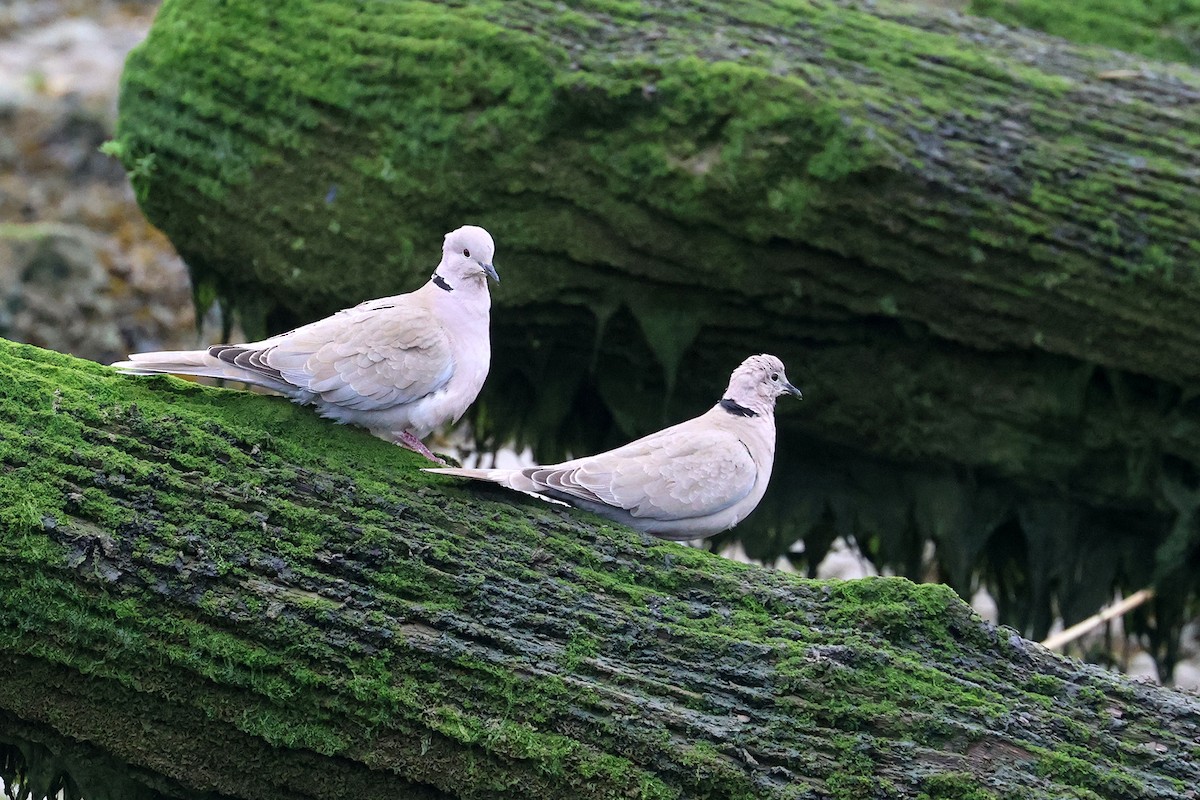 Eurasian Collared-Dove - ML570745361