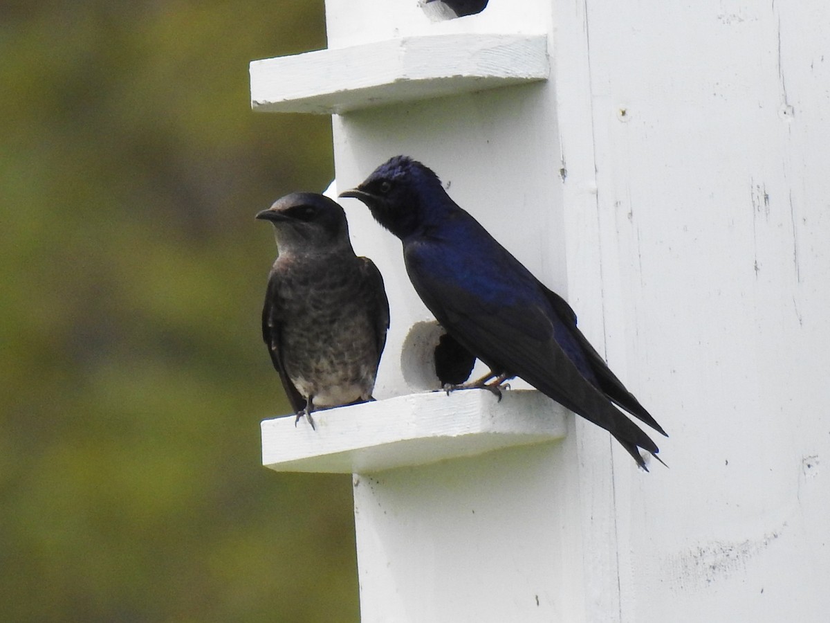 Purple Martin - Steve Mierzykowski