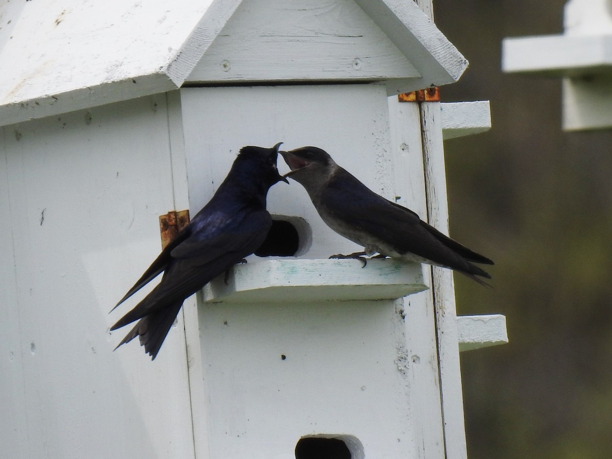 Purple Martin - ML570745641