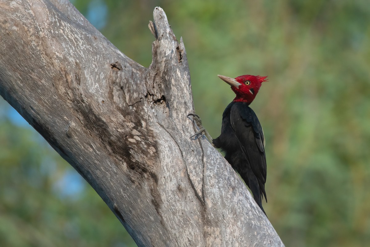 Cream-backed Woodpecker - Pablo Re