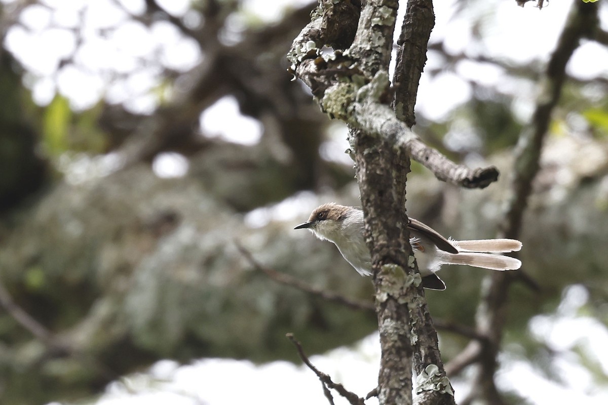 Brown-headed Apalis - ML570746141