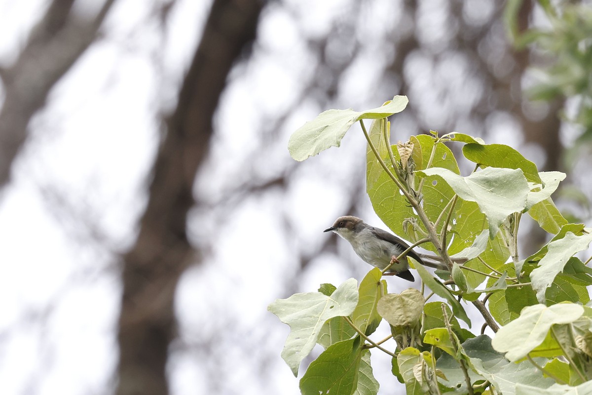 Brown-headed Apalis - ML570746151