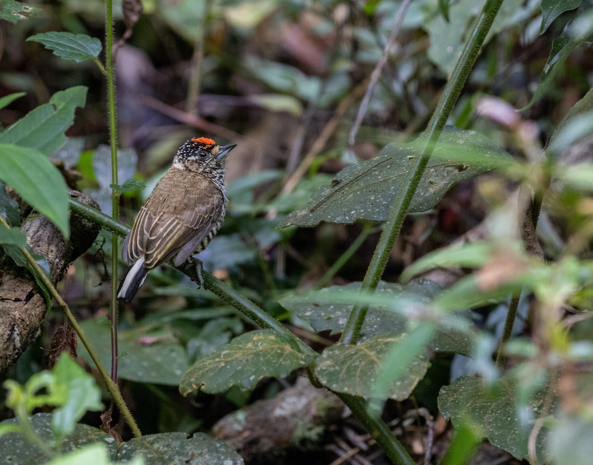 White-barred Piculet - ML570746321