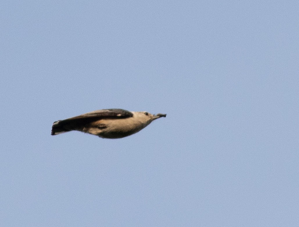 White-breasted Nuthatch - Zealon Wight-Maier