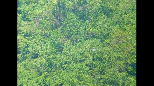 Black-legged Kittiwake - ML570747001