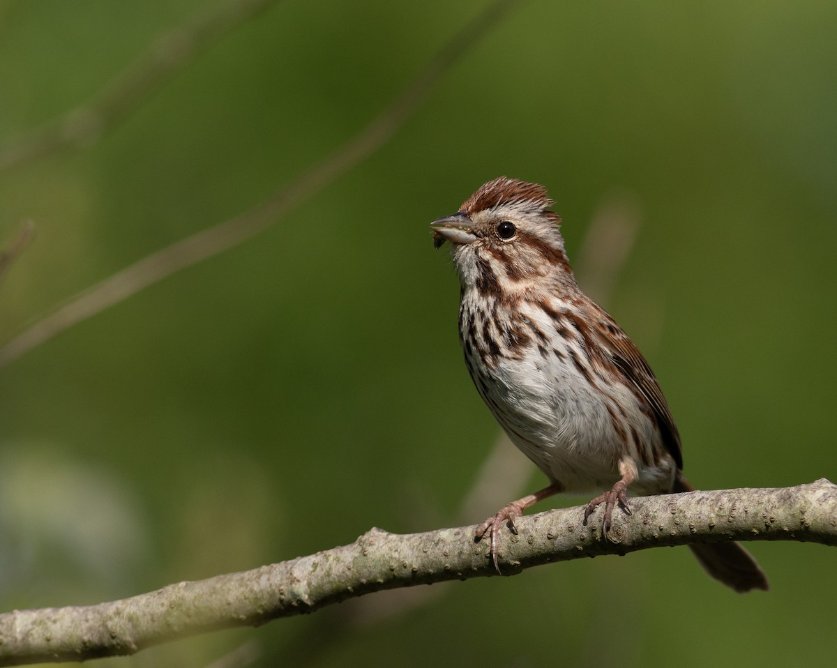 Song Sparrow - Zealon Wight-Maier