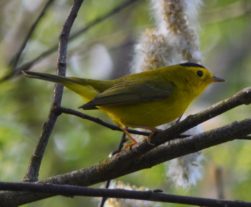 Wilson's Warbler - ML570748211