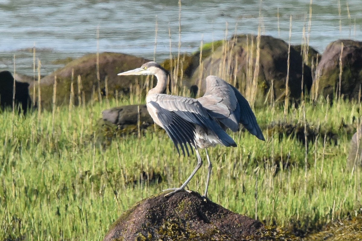 Great Blue Heron - ML570748911