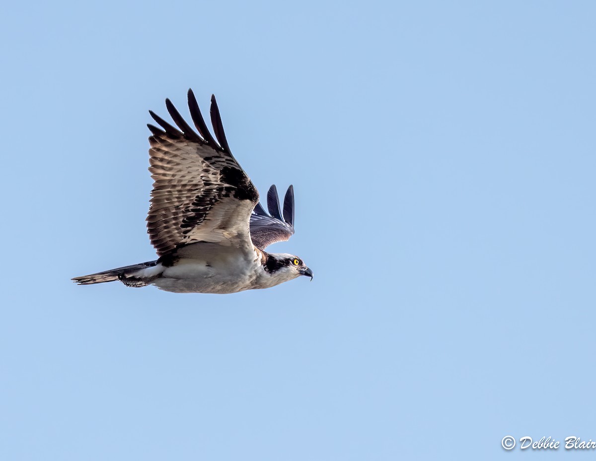 Águila Pescadora - ML570749941