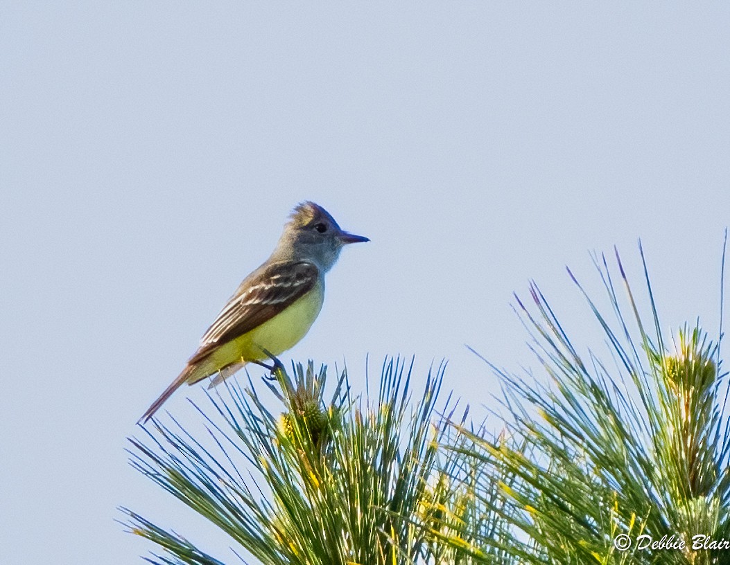 Great Crested Flycatcher - ML570750001