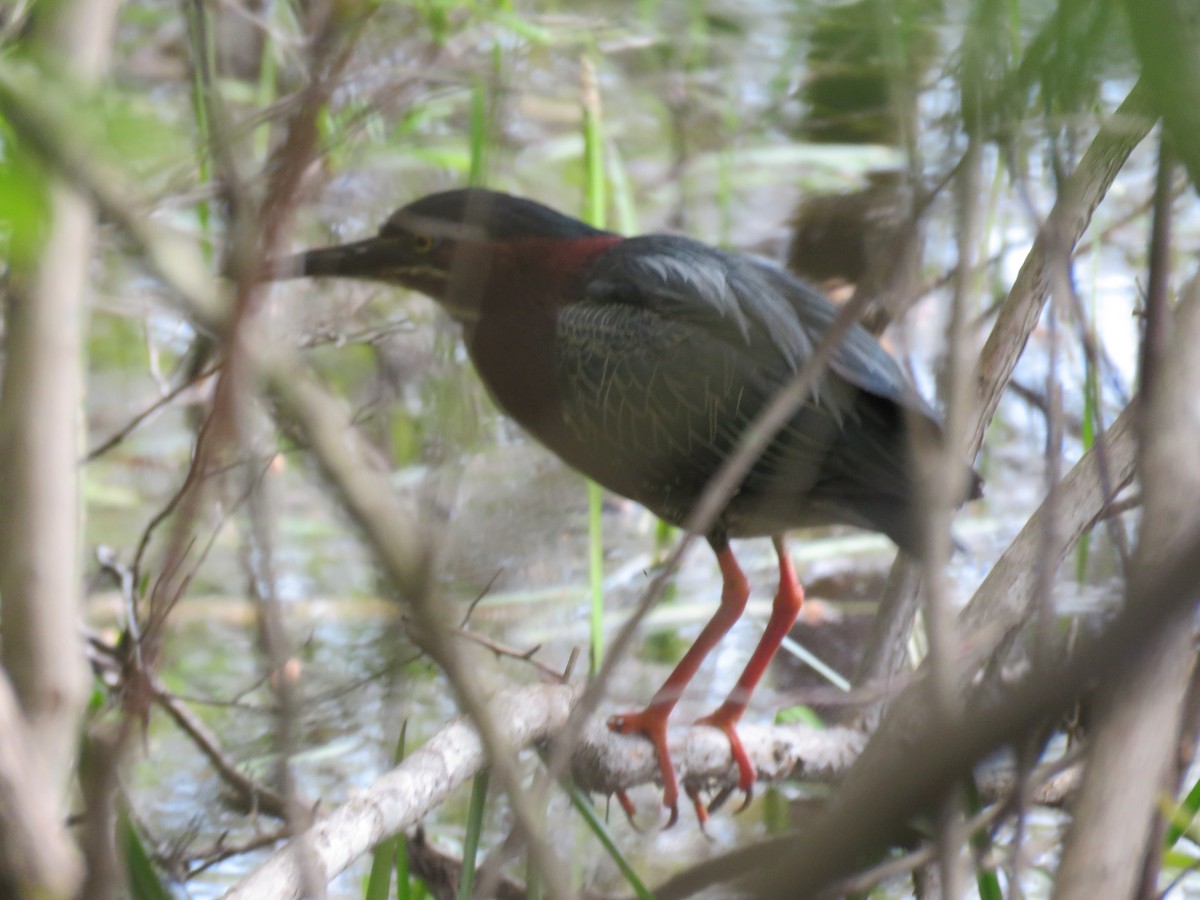 Green Heron - ML570750061