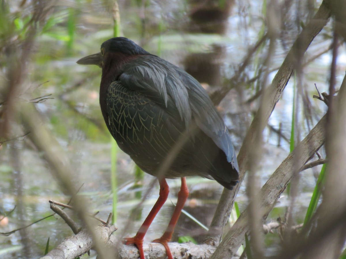 Green Heron - ML570750071