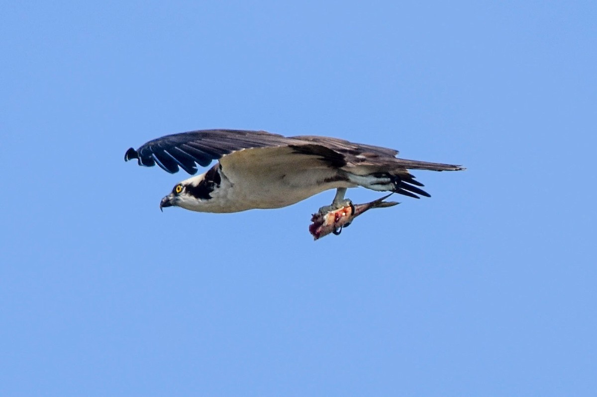 fiskeørn - ML570750081