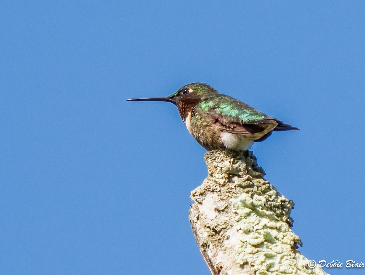 Colibri à gorge rubis - ML570750161