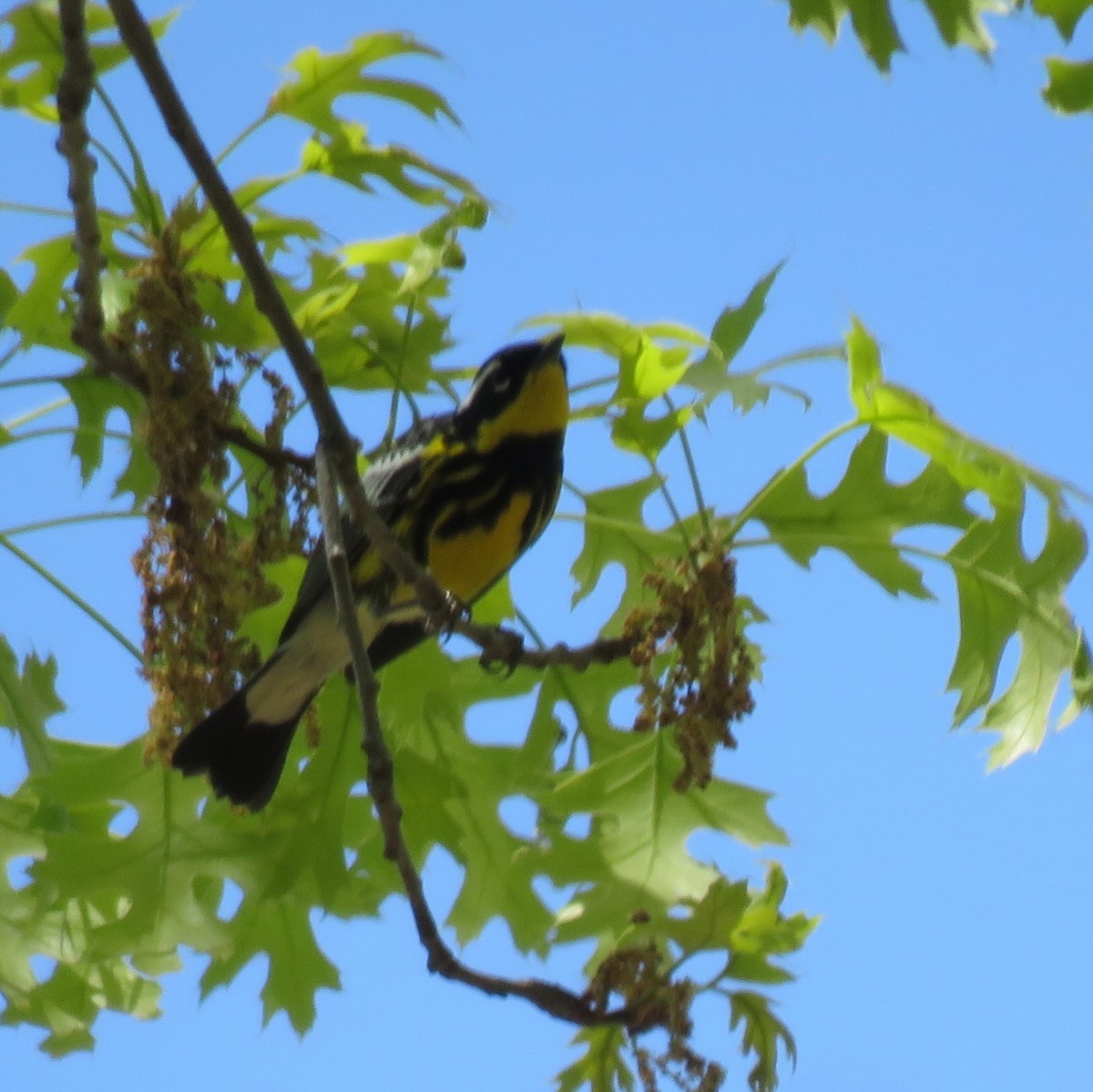 Magnolia Warbler - ML570750401