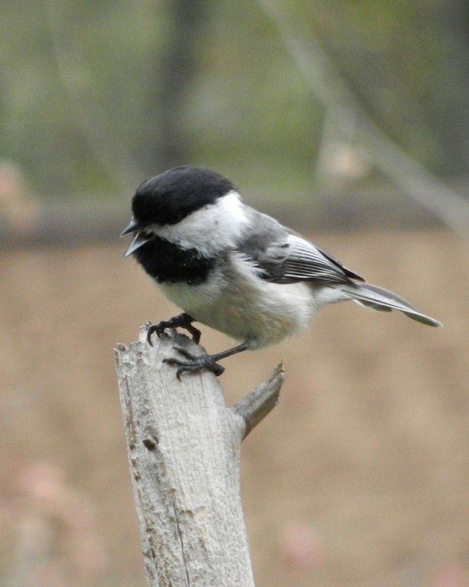 Black-capped Chickadee - ML57075301