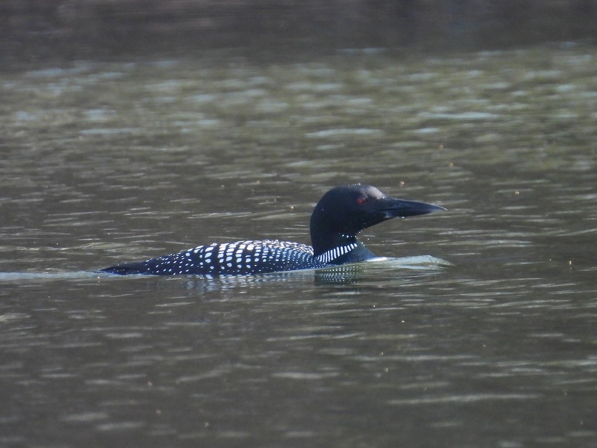 Common Loon - ML570753481