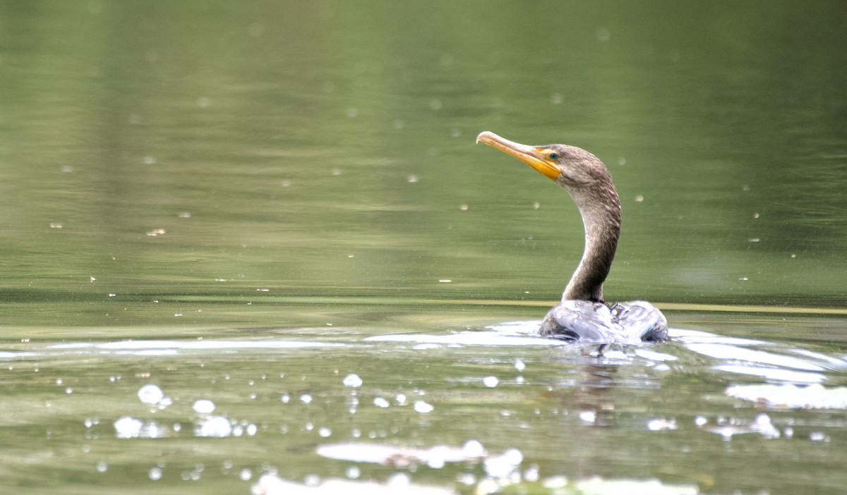 Double-crested Cormorant - ML570754871