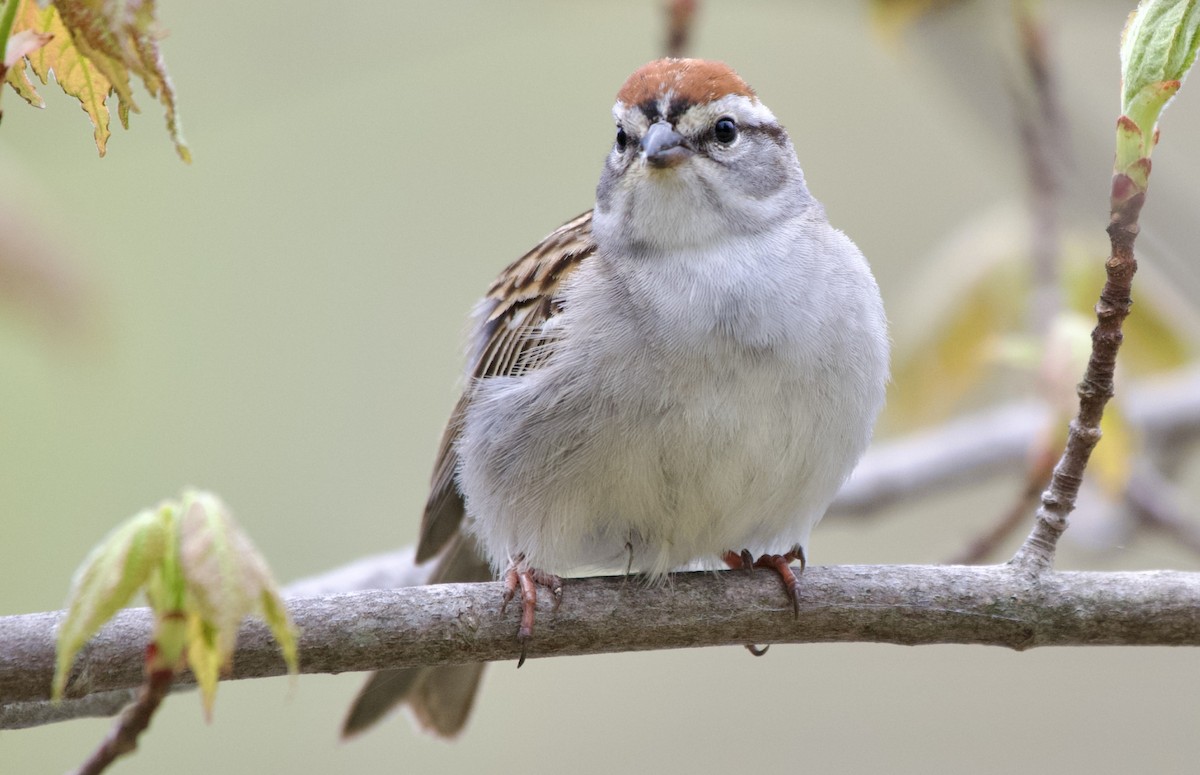 Chipping Sparrow - ML570754991
