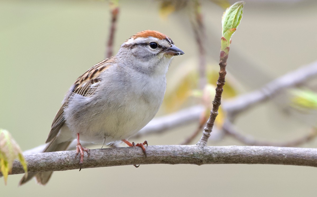 Chipping Sparrow - ML570755001