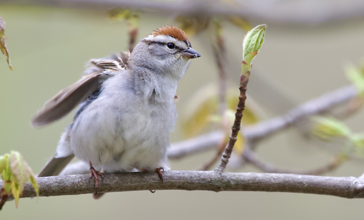 Chipping Sparrow - ML570755071