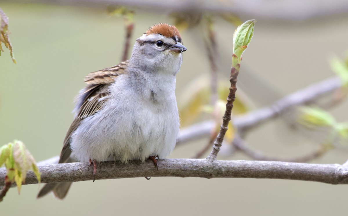 Chipping Sparrow - ML570755081