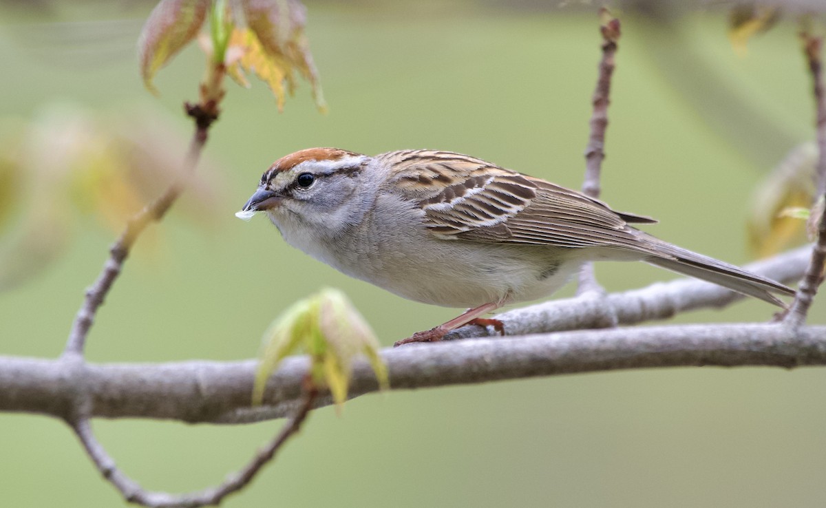 Chipping Sparrow - ML570755141