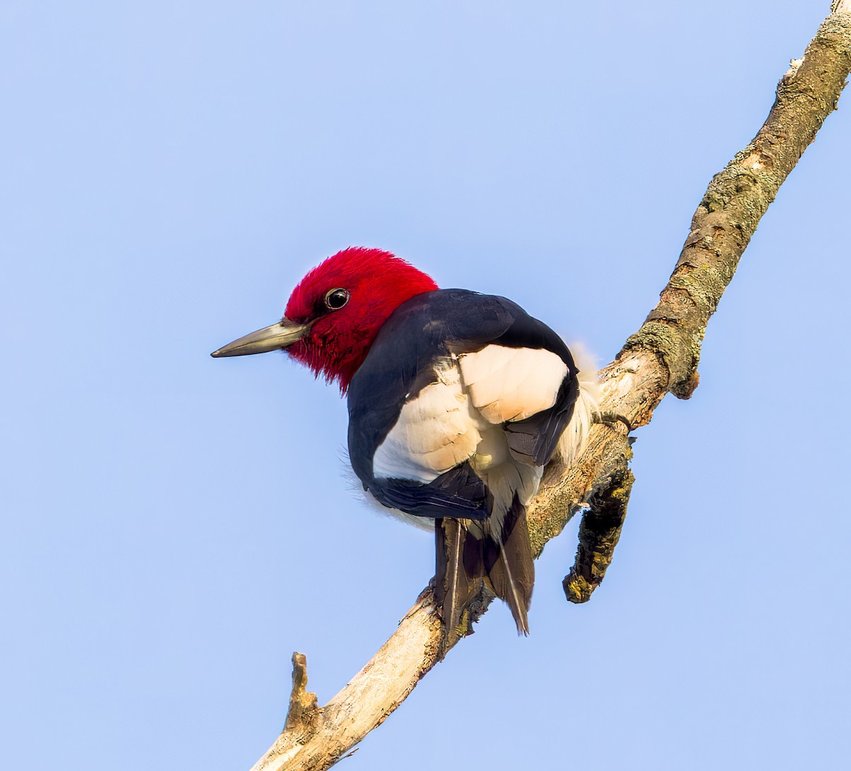 Red-headed Woodpecker - ML570755401