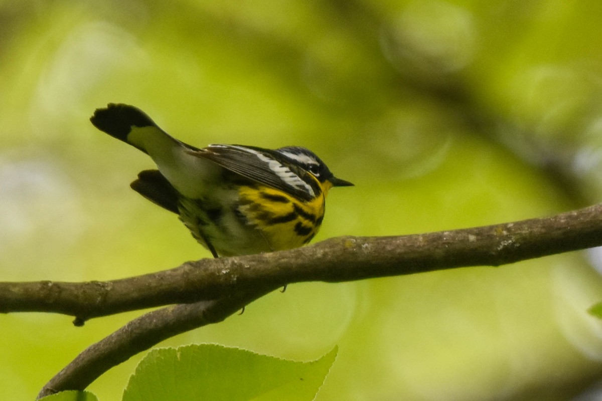 Magnolia Warbler - Ted Kavanagh