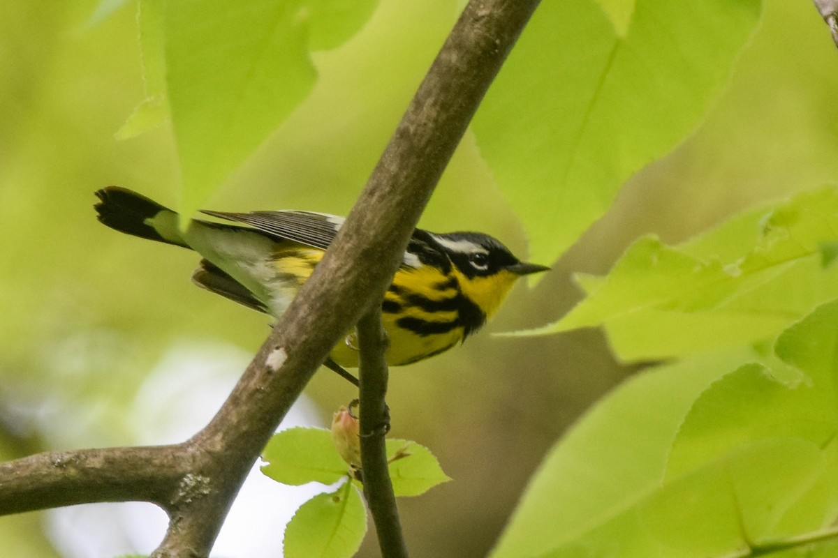 Magnolia Warbler - Ted Kavanagh